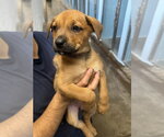 Small #3 Rottweiler Mix