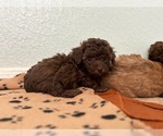 Small #1 Poodle (Toy)