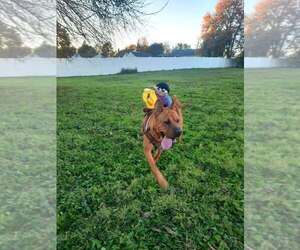 Mutt Dogs for adoption in New York, NY, USA