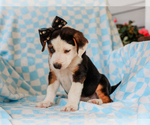 Small #2 Beagle-Mutt Mix