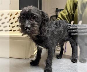 Mutt Dogs for adoption in Redlands, CA, USA