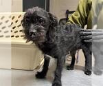 Small Mutt