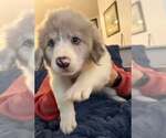 Small #3 Australian Shepherd-Great Pyrenees Mix