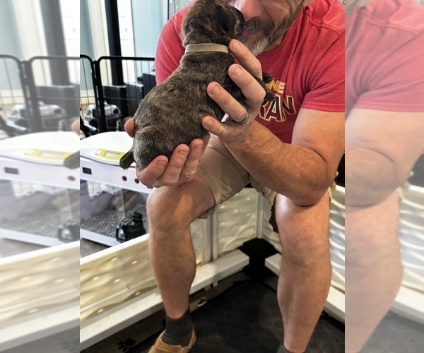 Medium Photo #10 Cane Corso Puppy For Sale in REEVESVILLE, SC, USA