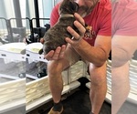 Small #8 Cane Corso