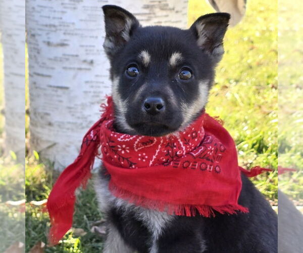 Medium Photo #13 Mutt Puppy For Sale in Fargo, ND, USA