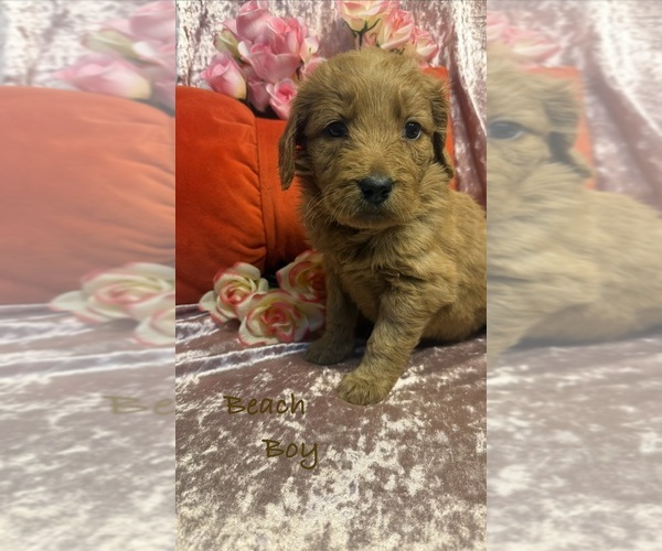 Medium Photo #2 Goldendoodle Puppy For Sale in SAINT CLOUD, MN, USA