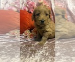 Small #1 Goldendoodle