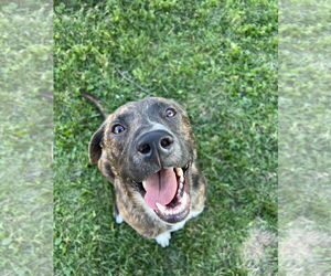 Plott Hound-Unknown Mix Dogs for adoption in Plainfield, IL, USA