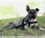 Small #1 American Pit Bull Terrier Mix