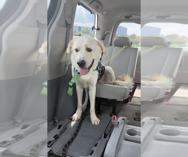 Medium Photo #1 Great Pyrenees-Unknown Mix Puppy For Sale in Silver Spring, MD, USA