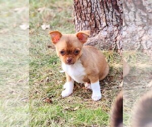 Chihuahua Puppy for sale in MOUNT AIRY, NC, USA