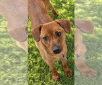 Small #3 Mutt