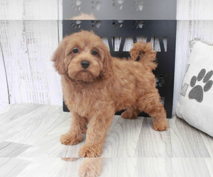 Goldendoodle (Miniature) Puppy for sale in MARIETTA, GA, USA