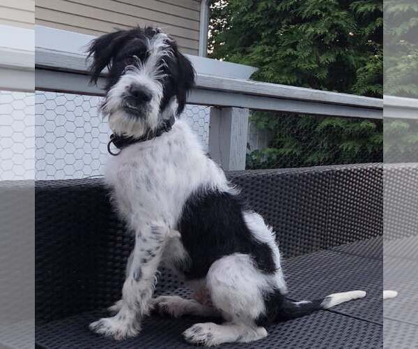 Medium Photo #9 Pointer-Unknown Mix Puppy For Sale in Woodbury, NY, USA