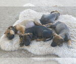Small #3 Mutt