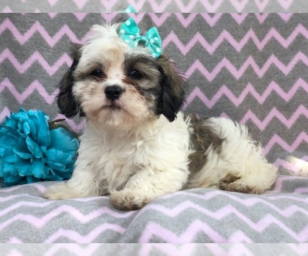 Medium Photo #14 Zuchon Puppy For Sale in LAKELAND, FL, USA