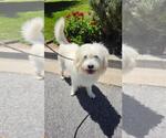 Small Photo #2 Tibetan Terrier-Unknown Mix Puppy For Sale in Newport Beach, CA, USA