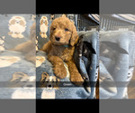 Puppy Puppy 4 Poodle (Standard)