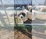 Small Photo #9 Anatolian Pyrenees Puppy For Sale in LEWIS, IA, USA