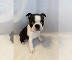 Puppy Girl puppy Boston Terrier
