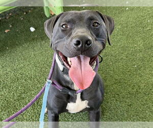 Labrador Retriever-Unknown Mix Dogs for adoption in Tavares, FL, USA