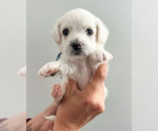 Medium Photo #2 Mutt Puppy For Sale in Corona, CA, USA