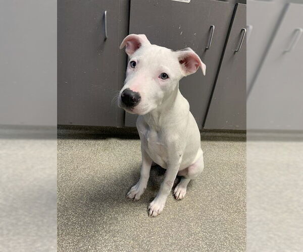 Medium Photo #1 American Staffordshire Terrier-Unknown Mix Puppy For Sale in Tallahassee, FL, USA