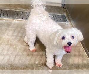 Maltese Dogs for adoption in Orange, CA, USA