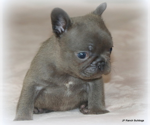 Medium French Bulldog
