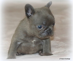 Puppy Lucy French Bulldog