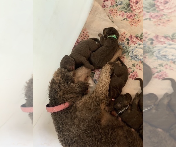 Medium Photo #9 Labradoodle Puppy For Sale in DEEPWATER, MO, USA