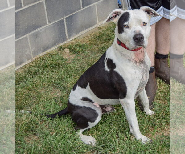 Medium Photo #5 American Bulldog-American Staffordshire Terrier Mix Puppy For Sale in Huntley, IL, USA