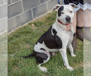 Cade - Male American Bulldog-American Staffordshire Terrier Mix Dog for Adoption - Photo #5
