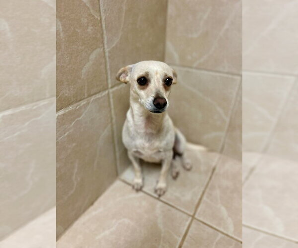 Medium Photo #4 Chihuahua-Unknown Mix Puppy For Sale in Osgood, IN, USA