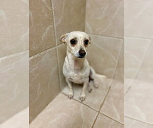 Miss Bradley - Female Chihuahua-Unknown Mix Dog for Adoption - Photo #4