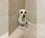 Small Photo #4 Chihuahua-Unknown Mix Puppy For Sale in Osgood, IN, USA