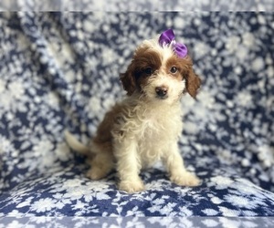 Cavapoo Puppy for sale in LAKELAND, FL, USA