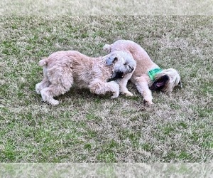 Father of the Soft Coated Wheaten Terrier puppies born on 03/18/2024