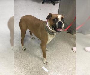 Boxer Dogs for adoption in Riverside, CA, USA
