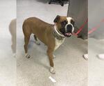 Small Boxer