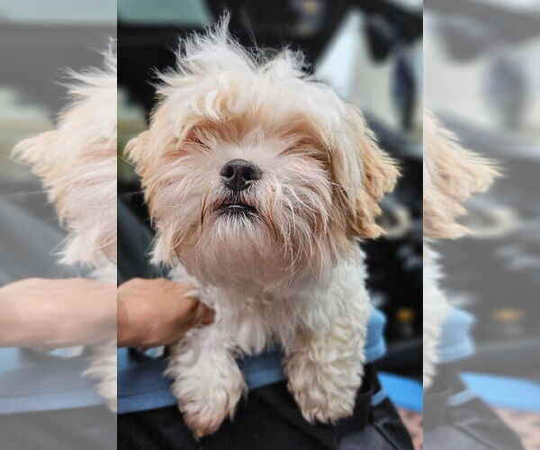 Medium Photo #5 Zuchon Puppy For Sale in Lebanon, PA, USA