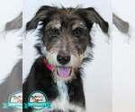 Shannon - Female Retriever -Unknown Mix Dog for Adoption - Small photo