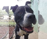Small #2 American Pit Bull Terrier-Labrador Retriever Mix
