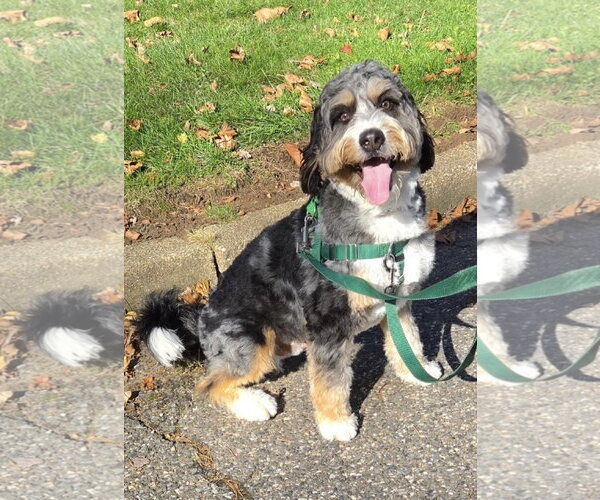 Medium Photo #1 Bernese Mountain Dog-Unknown Mix Puppy For Sale in Oakhurst, NJ, USA