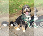 Bernie - Male Bernese Mountain Dog-Unknown Mix Dog for Adoption - Small photo
