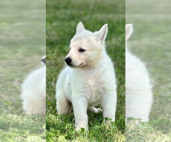 Medium Photo #3 German Shepherd Dog Puppy For Sale in CARDINGTON, OH, USA