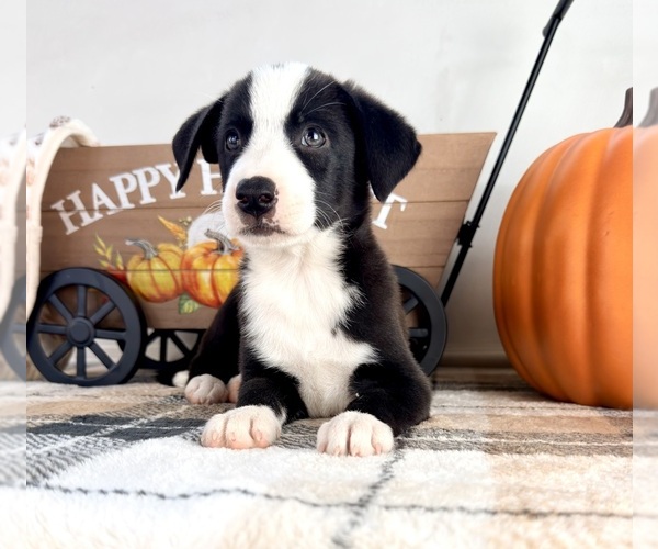 Medium Photo #3 Border Collie Puppy For Sale in GREENFIELD, IN, USA