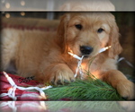 Small Photo #3 English Cream Golden Retriever Puppy For Sale in MC DOWELL, VA, USA