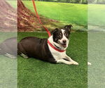 Small #1 Pembroke Welsh Corgi-Rat Terrier Mix